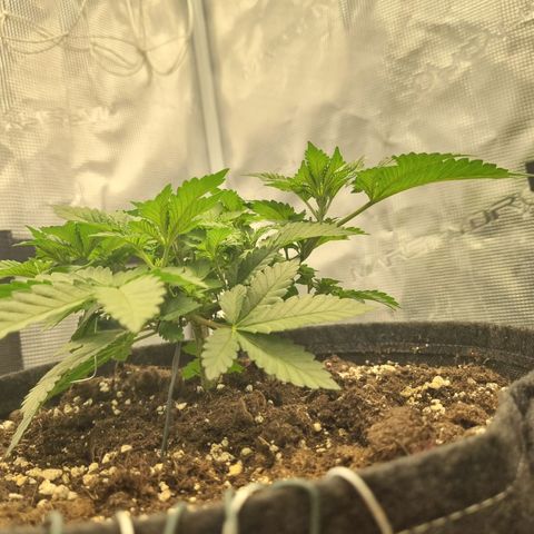 Her name's Bruciepoo growlog timeline photo