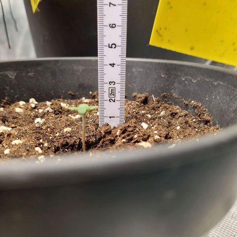 The Satino Prøject growlog timeline photo