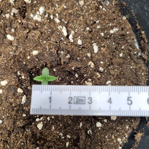 The Satino Prøject growlog timeline photo