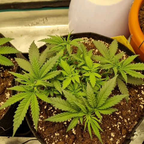 It's Brittney Biscotti Bitch growlog timeline photo