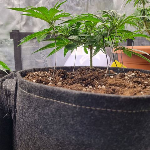 It's Brittney Biscotti Bitch growlog timeline photo