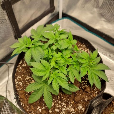 Her name's Bruciepoo growlog timeline photo
