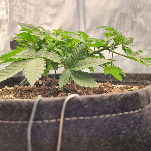 Her name's Bruciepoo growlog timeline photo