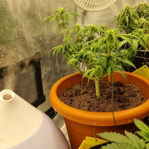 Patricia's Bitch Ass growlog timeline photo