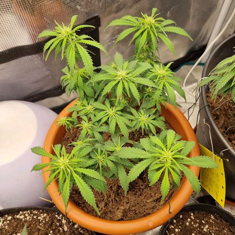 Patricia's Bitch Ass growlog timeline photo