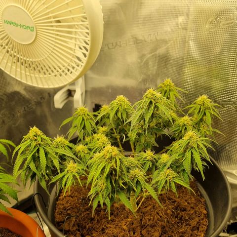 Melissa Bomb growlog timeline photo