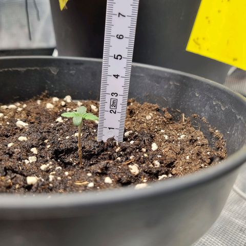 The Satino Prøject growlog timeline photo