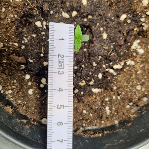 The Satino Prøject growlog timeline photo
