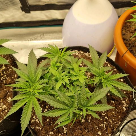 It's Brittney Biscotti Bitch growlog timeline photo