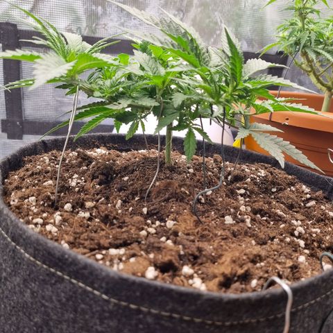 It's Brittney Biscotti Bitch growlog timeline photo
