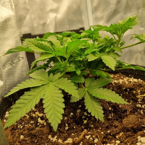 Her name's Bruciepoo growlog timeline photo