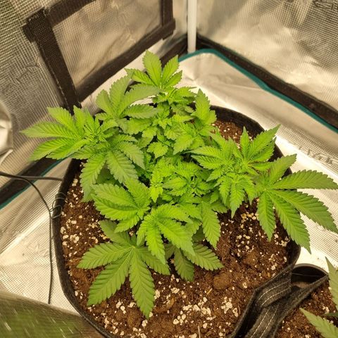 Her name's Bruciepoo growlog timeline photo