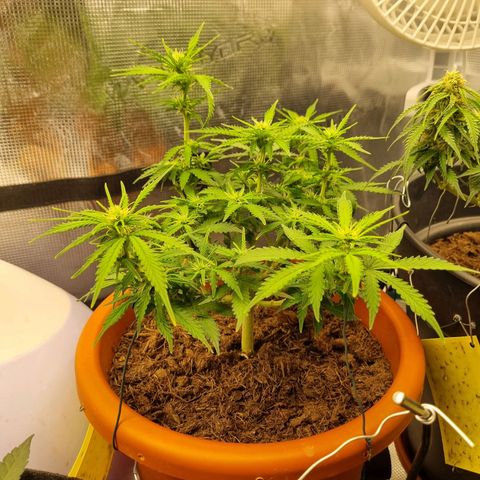 Patricia's Bitch Ass growlog timeline photo