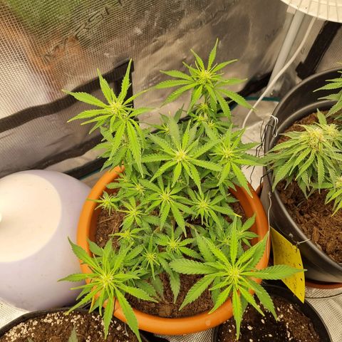 Patricia's Bitch Ass growlog timeline photo