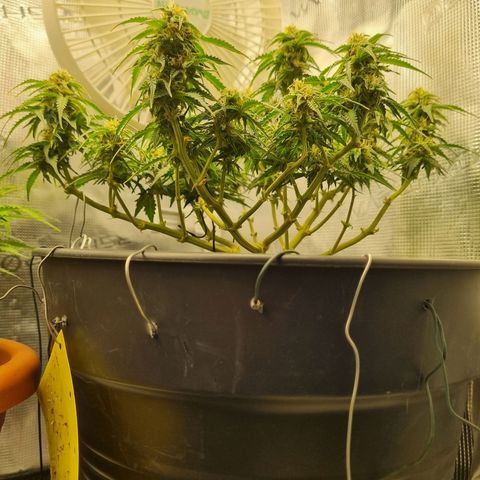 Melissa Bomb growlog timeline photo