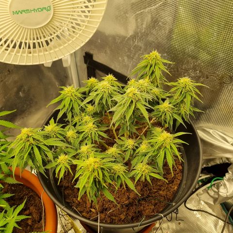 Melissa Bomb growlog timeline photo
