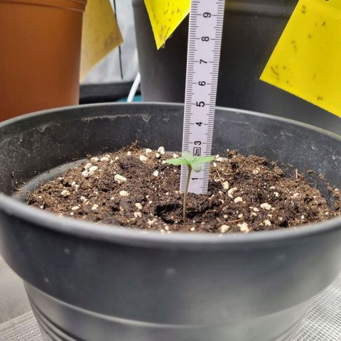 The Satino Prøject growlog timeline photo