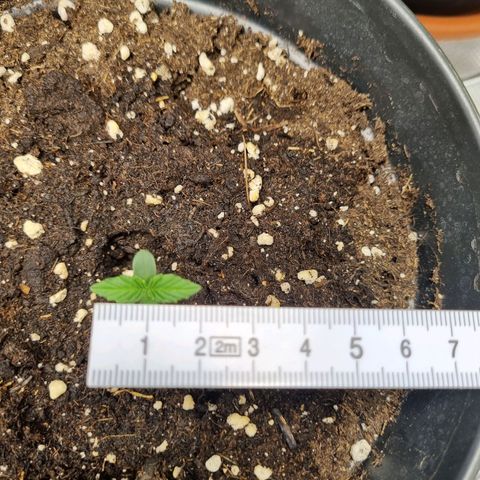 The Satino Prøject growlog timeline photo