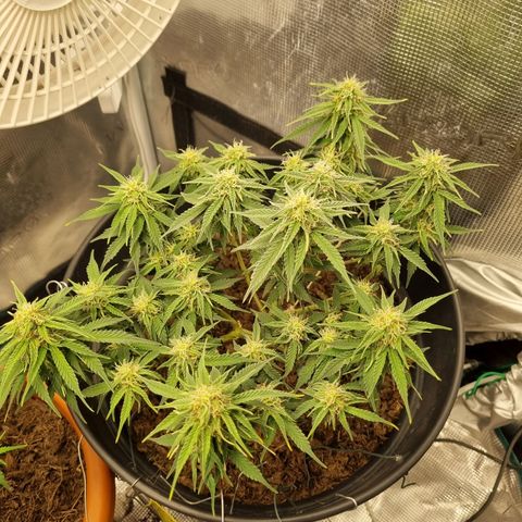 Melissa Bomb growlog timeline photo
