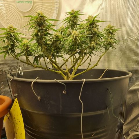 Melissa Bomb growlog timeline photo