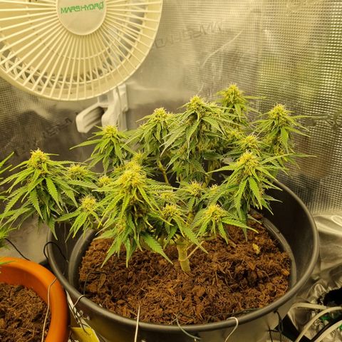 Melissa Bomb growlog timeline photo