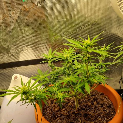 Patricia's Bitch Ass growlog timeline photo