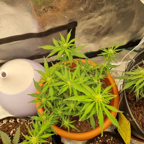 Patricia's Bitch Ass growlog timeline photo