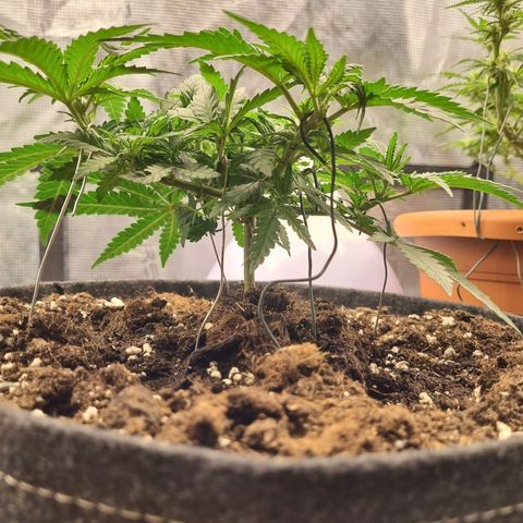 It's Brittney Biscotti Bitch growlog timeline photo