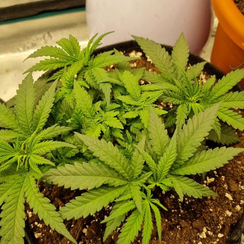It's Brittney Biscotti Bitch growlog timeline photo