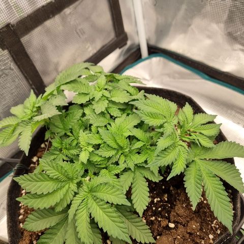 Her name's Bruciepoo growlog timeline photo