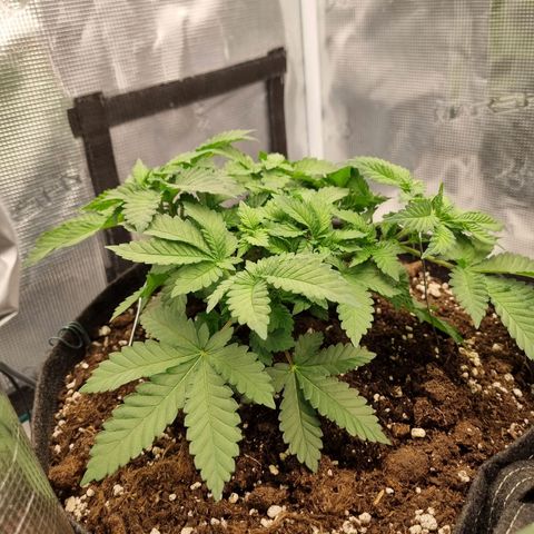 Her name's Bruciepoo growlog timeline photo