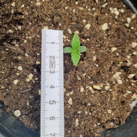 The Satino Prøject growlog timeline photo