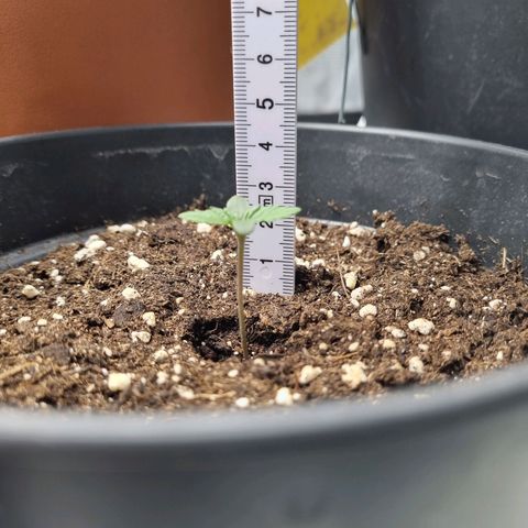 The Satino Prøject growlog timeline photo