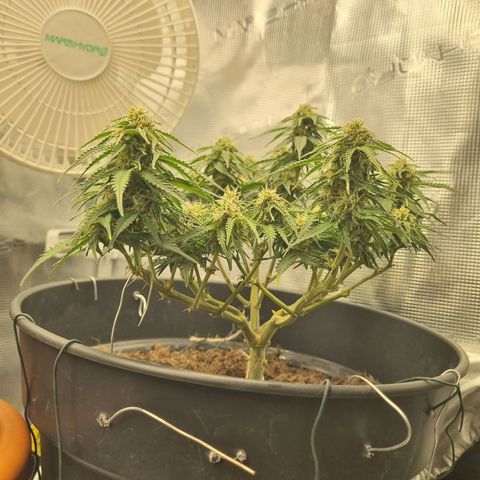 Melissa Bomb growlog timeline photo