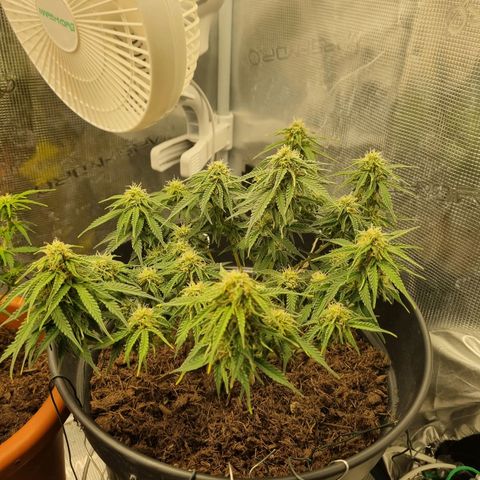 Melissa Bomb growlog timeline photo