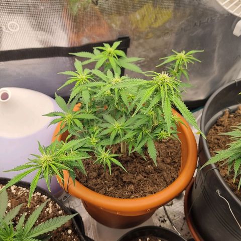Patricia's Bitch Ass growlog timeline photo