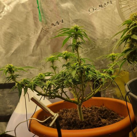 Patricia's Bitch Ass growlog timeline photo