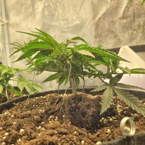 It's Brittney Biscotti Bitch growlog timeline photo