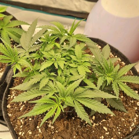 It's Brittney Biscotti Bitch growlog timeline photo
