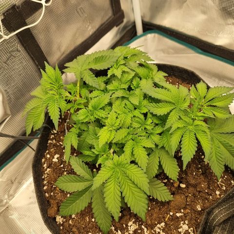 Her name's Bruciepoo growlog timeline photo