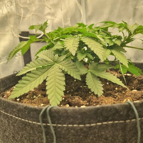 Her name's Bruciepoo growlog timeline photo