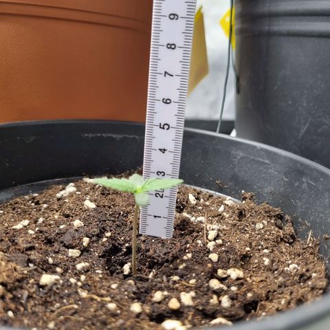The Satino Prøject growlog timeline photo