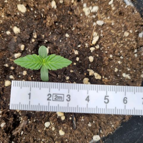 The Satino Prøject growlog timeline photo