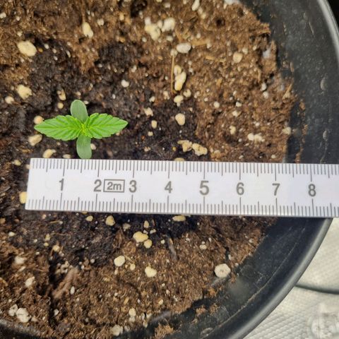 The Satino Prøject growlog timeline photo