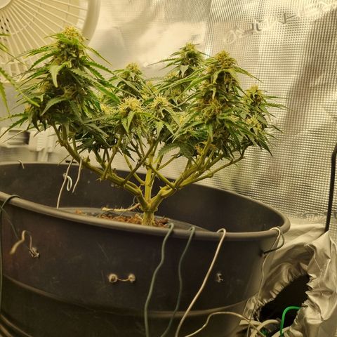 Melissa Bomb growlog timeline photo