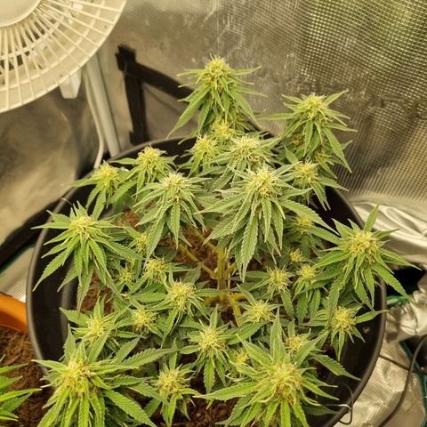 Melissa Bomb growlog timeline photo