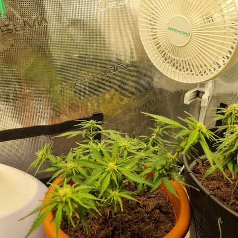 Patricia's Bitch Ass growlog timeline photo