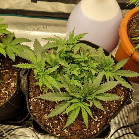It's Brittney Biscotti Bitch growlog timeline photo