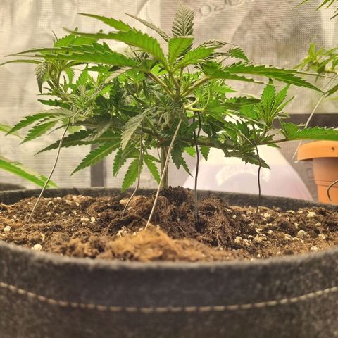 It's Brittney Biscotti Bitch growlog timeline photo