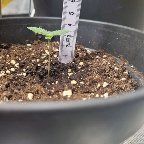 The Satino Prøject growlog timeline photo